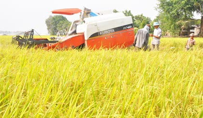 Thu hoạch lúa trên cánh đồng mẫu lớn.