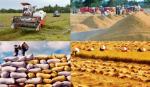 VFA: Kiến nghị giao việc điều hành mua tạm trữ lúa gạo cho địa phương