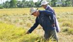 Hỗ trợ sản xuất lúa năm 2012 hơn 21 tỷ đồng