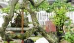 Cây khế mang thế độc xôn xao giới bonsai
