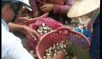 Xã Phước Lập (Tân Phước): Phát triển nghề trồng nấm rơm
