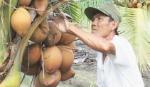 Nông dân Nguyễn Văn Út: Trồng dừa xiêm đỏ đạt hiệu quả kinh tế cao