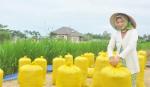 Vụ lúa hè thu ở các huyện phía Tây: Nông dân “khó trăm bề”