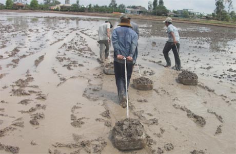 Bình Tân là xã thuần nông nhưng sản xuất lúa còn rất bấp bênh, đời sống nông dân còn rất khó khăn.