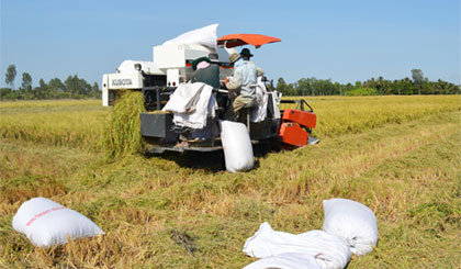 Người nông dân được hưởng lợi không nhiều từ việc tăng giá gạo. Ảnh: Vân Anh