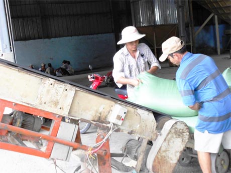 Vận chuyển lúa gạo tại các nhà máy xay xát - một nghề tăng thu nhập cho lao động nông thôn tại xã Tân Bình
