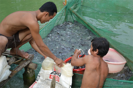 Nhiều hội viên nông dân thoát nghèo từ mô hình ương cá giống tại xã Nhị Mỹ, huyện Cai Lậy. Ảnh: Vân Anh