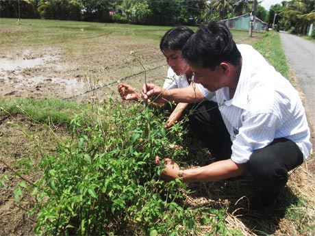 Trưởng ấp Thạnh Phú Huỳnh Văn Triều cùng với 1 nông dân xem lại mật độ cây hoa còn lại trên bờ ruộng trước khi chuẩn bị trồng bổ sung cho vụ mới.