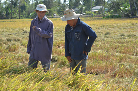 Quyết định mua tạm trữ đã đẩy giá lúa nhích lên ngăn đà thua lỗ cho nông dân. Ảnh: Vân Anh