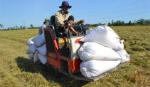 Tạm trữ lúa gạo đạt hơn 35% kế hoạch - Giá lúa tăng nhẹ