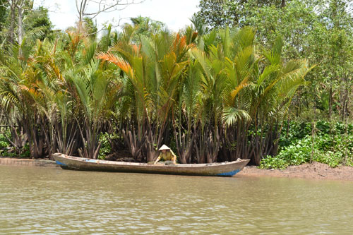 Dừa nước sinh trưởng tốt ở ven sông, rạch.