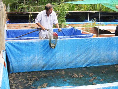 Chú Phan Văn Có kiểm tra tình trạng ếch thịt sắp thu hoạch.
