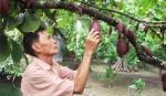 Ca cao xen canh trong vườn dừa - mô hình đạt hiệu quả bền vững