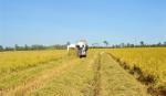 Viện Lúa ĐBSCL: Sản xuất trên 1.100 tấn lúa giống trong vụ đông xuân 2013-2014