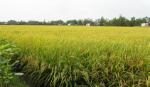 Xã Hậu Mỹ Bắc B: Xây dựng cánh đồng mẫu lớn từ 200-250 ha