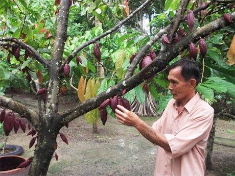 Ông Đào Văn Năm tiếp tục theo đuổi mô hình ca cao xen canh trong vườn dừa.