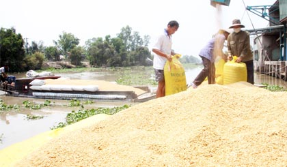 Công ty Lương thực Tiền Giang thu mua lúa tươi của bà con nông dân trong vụ hè thu 2013 tại kho Trung tâm Nông sản Phú Cường (huyện Cai Lậy).