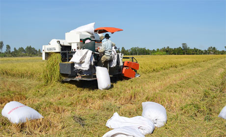 Cơ giới hóa nhằm đẩy nhanh tốc độ thu hoạch để giảm tổn thất trong thu hoạch lúa. Ảnh: Vân Anh