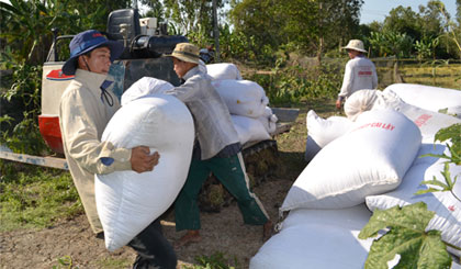 Vụ đông xuân 2014-2015 sản lượng lúa vùng Đồng bằng sông Cửu Long ước đạt 11,3 triệu tấn.
