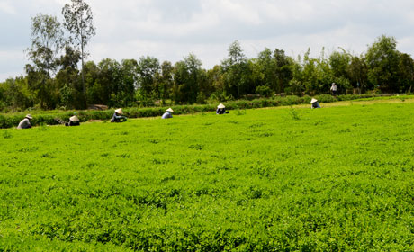 Một diện tích đất trồng lúa được chuyển sang trồng rau tại huyện Chợ Gạo. Ảnh: Vân Anh