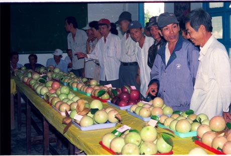 Vú sữa Lò Rèn Vĩnh Kim là một trong 7 đặc sản trái cây của Tiền Giang  rất được người tiêu dùng ưa chuộng. Ảnh: TL