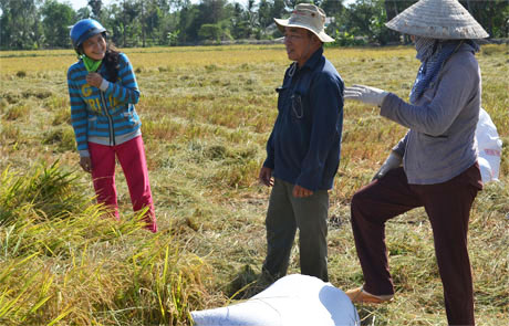 Giá lúa tại ĐBSCL đã giảm sau thời điểm mua tạm trữ 15-8. Trong ảnh là nông dân đang thương lượng giá bán lúa tại ruộng ở huyện Cai Lậy. Ảnh: Vân Anh