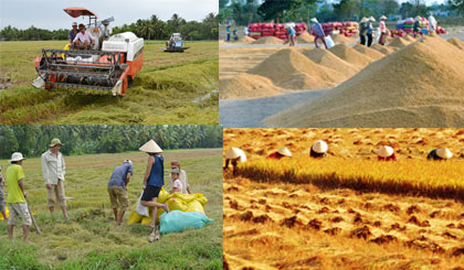Kết quả hình ảnh cho hình sản xuất lúa