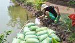 Tân Phú Đông: Thử nghiệm nuôi tôm càng xanh bán công nghiệp