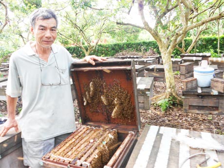 Ông Trần Vĩnh Quỳnh đang chăm sóc đàn ong mật.
