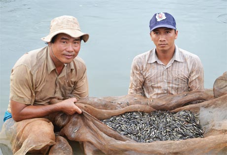 Kỹ sư Nông Thành Thái (bên trái) cùng tham gia làm việc với anh em để theo dõi quy trình phát triển của con giống.