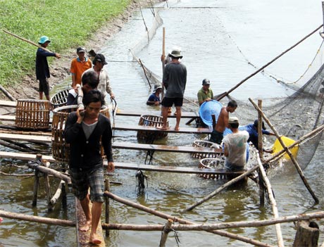 Hiện Việt Nam đã có 29 trại nuôi cá tra đạt chứng nhận ASC (Ảnh chụp ở ấp Bình, xã Hoà Hưng, huyện Cái Bè).