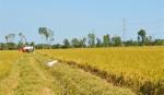 Triển khai 3.700 ha sản xuất lúa theo mô hình cánh đồng mẫu lớn