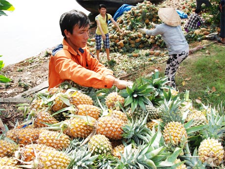 Cây khóm giúp nông dân huyện Tân Phước có cơ hội làm giàu. Ảnh: Cao Lập Đức