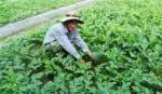 Anh Nguyễn Hoàng Tâm: Khá lên nhờ trồng dưa hấu