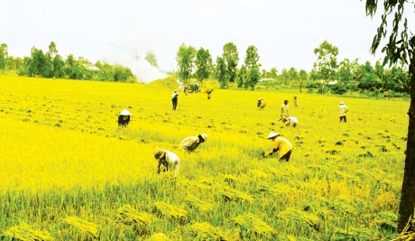 Nông dân xã Phú Thạnh (Tân Phú Đông) giúp nhau thu hoạch lúa. Ảnh: Hạnh Nga