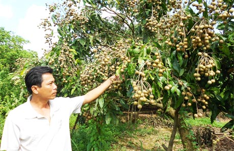 Anh Nguyễn Kiến Văn phấn khởi bên vườn nhãn bội thu.