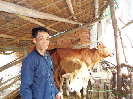 Anh Nguyễn Văn Hiếu đang chăm sóc 2 con bò có được từ nguồn vốn vay của xã. 
