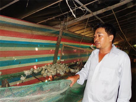 Anh Nguyễn Thanh Phong chăm sóc đàn gà, nguồn thu nhập chính của gia đình. 
