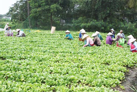 Nông dân xã Mỹ Trung đang thu hoạch cải.