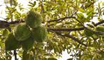 ĐBSCL trồng thêm 10.000 ha cây ăn trái chất lượng cao