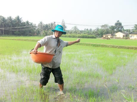 Những vùng sản xuất lúa hiệu quả thấp, đang được khuyến khích chuyển đổi sang cây trồng khác hiệu quả trên nền đất lúa.