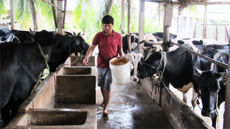 Anh Nguyễn Văn Tùng đang chăm sóc đàn bò sữa.
