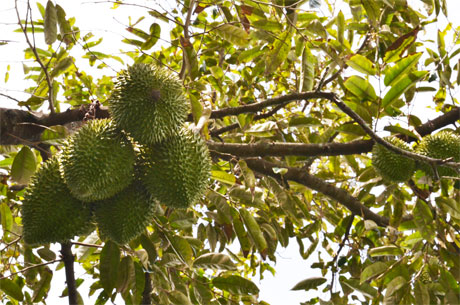 Sầu riêng - loại trái cây đặc sản của huyện Cai Lậy. Ảnh: Vân Anh