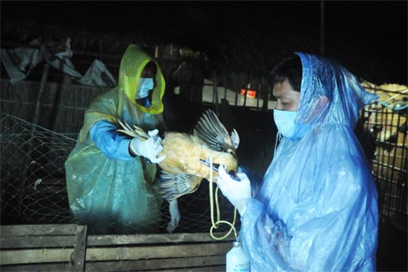 Ngành Thú y huyện Cai Lậy tiêm phòng cúm cho đàn gà trên địa bàn huyện.
