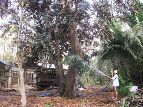 Ông Nguyễn Văn Ngàn (Vĩnh Kim) đang chăm sóc cây vú sữa Lò Rèn trên 80 năm của mình vừa được công nhận  là nguồn giống đầu dòng. 