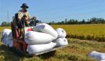 Giá lúa, gạo giảm mạnh