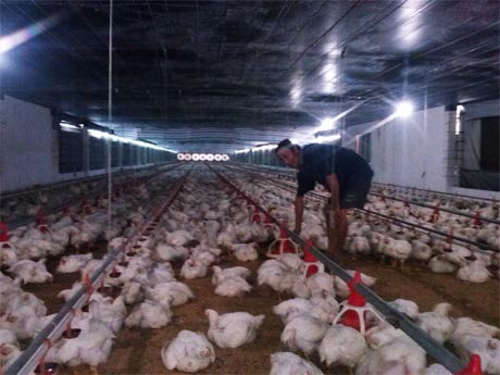Trại chăn nuôi gà gia công Oanh Ẩn, ở ấp Mỹ Thuận, xã Thạnh Mỹ. 