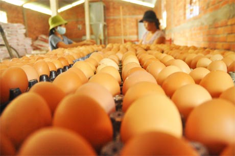Giá trứng gà chỉ còn 1.050 đồng, người nuôi lỗ 500 đồng/trứng.