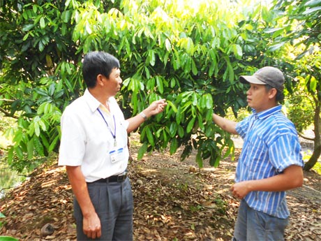 Anh Trần Thanh Nhàn (bên phải) đang trao đổi kinh nghiệm trồng nhãn Ido.