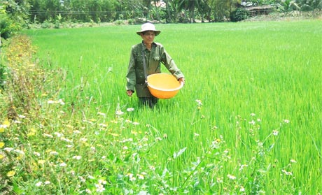 Nông dân xã Tân Phú ứng dụng mô hình “Cộng đồng ứng dụng công nghệ sinh thái trong quản lý rầy nâu và các bệnh virus trên cây lúa”.